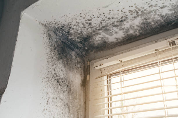 Affordable Mold Testing solutions in Broad Top, PA